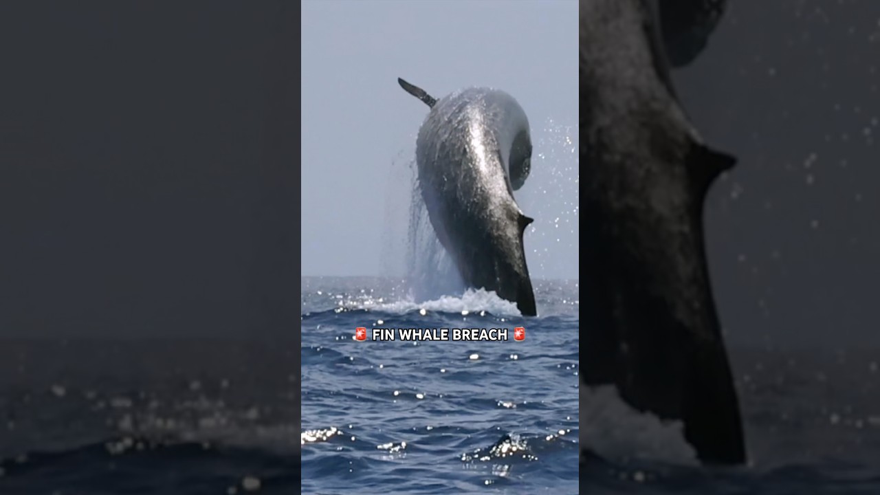 Incredibly rare Fin Whale breach captured in San Diego with Gone Whale Watching!