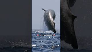 Incredibly rare Fin Whale breach captured in San Diego with Gone Whale Watching