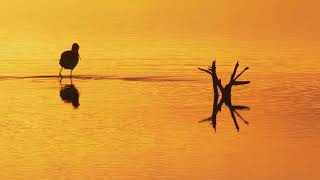 Pūkorokoro Miranda Shorebird Centre in New Zealand - a heaven for shorebirds on migration