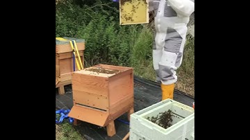 Moving frames from a Paynes Poly Nuc to a Wooden hive