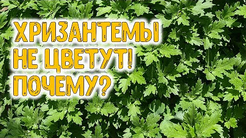 ХРИЗАНТЕМЫ НЕ ЦВЕТУТ! ПОЧЕМУ?