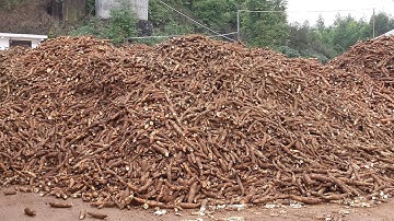 Cassava with improved starch