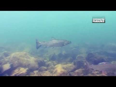 Video: Kumzha (fish): description. Sea, lake and stream trout