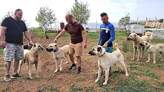 CIOBANESTI TURCESTI SI KANGALI LA CAHIT AKGUL IN TURCIA.UN MARE CRESCATOR VIZITAT DE DANEZU.