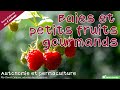 Baies et petits fruits gourmands au jardin - Autonomie et permaculture avec David