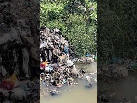 பாம்புகள் கூடும் இடம்! #snake #waterpollutionindia