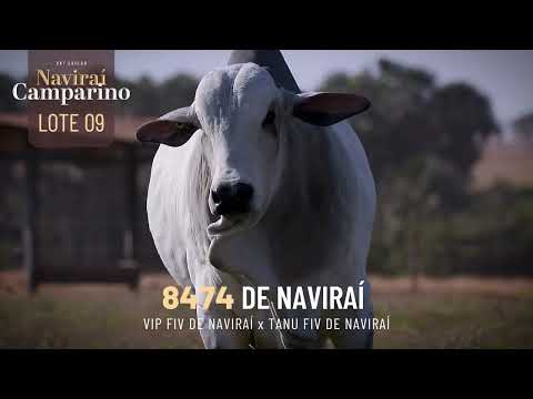 🌟 LOTE 09 I Touro contratado Genex à venda I 8474 DE NAVIRAÍ