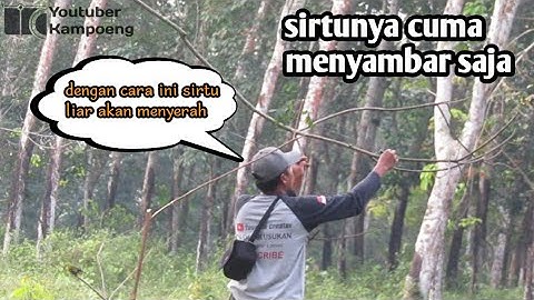 BONGKAR,,!! cara mikat burung sirtu agar poin banyak