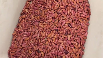 Satake FMS-2000 Sorting Light Red Kidney Beans