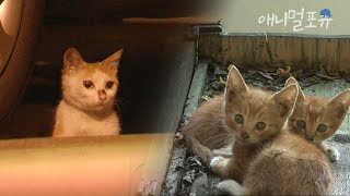 길고양이 삶에 관여하지 않는 게 낫다고 생각한 하연 씨가 생각을 바꾼 이유 | 길고양이를 위한 변명 | KBS 감성다큐 미지수 100710 방송