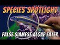 False siamese algae eater garra cambodgiensis aquarium garra fish species profile  care guide