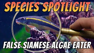False Siamese Algae Eater (Garra cambodgiensis) Aquarium Garra Fish Species Profile & Care Guide Thumbnail