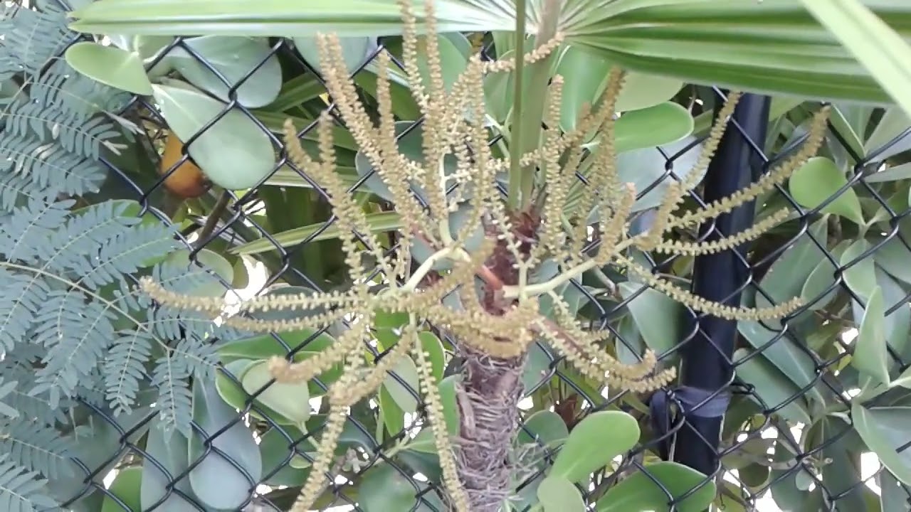 Status of the Lady Palm Tree First Seed Bract in the Dougherty Garden - June 30, 2025