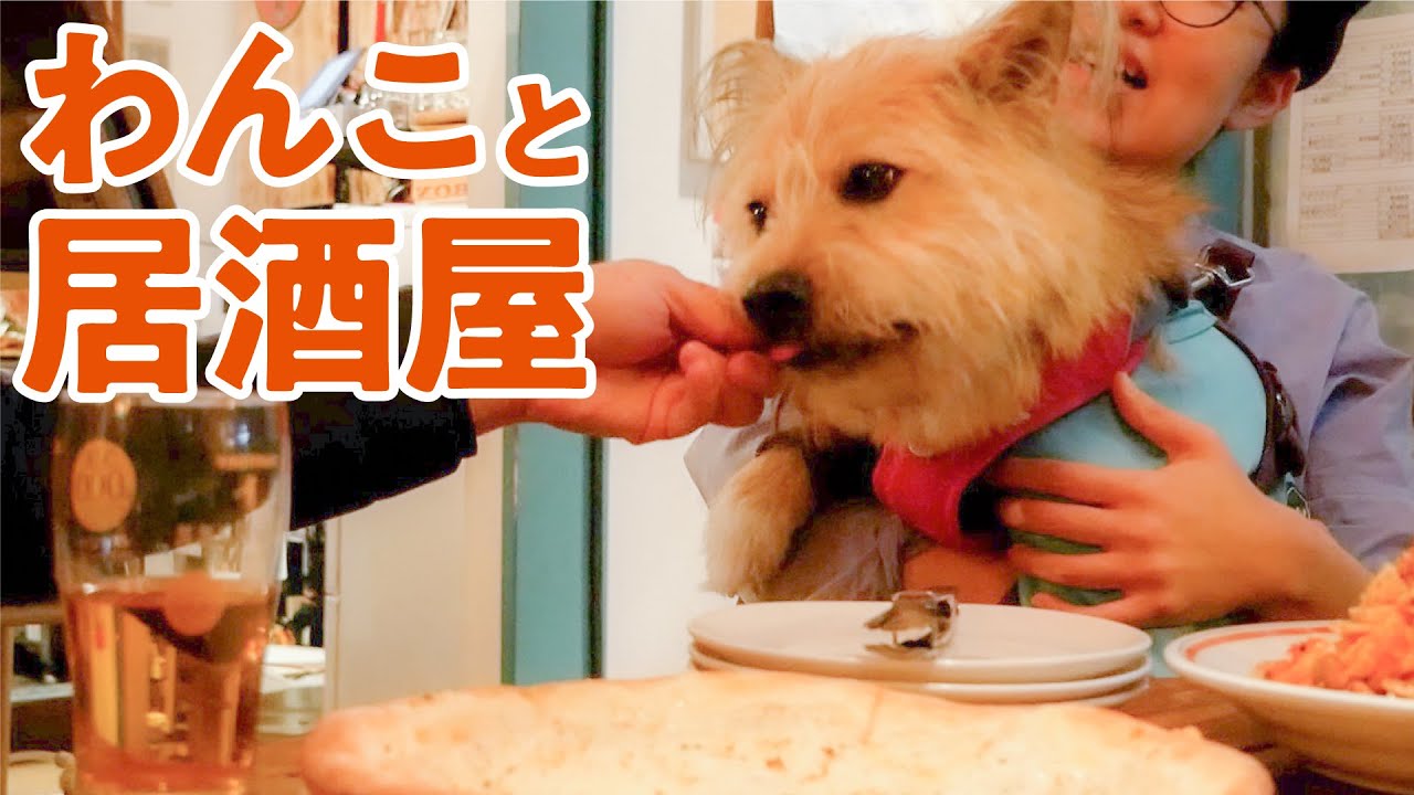 犬と入れる居酒屋に行った結果… YouTube