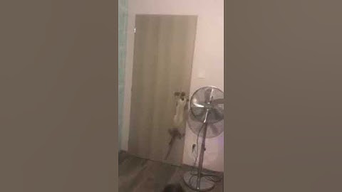 Úgyis kinyitom az ajtót! 😂 | Pihe cica