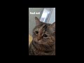 Sad cat meowing original meme template