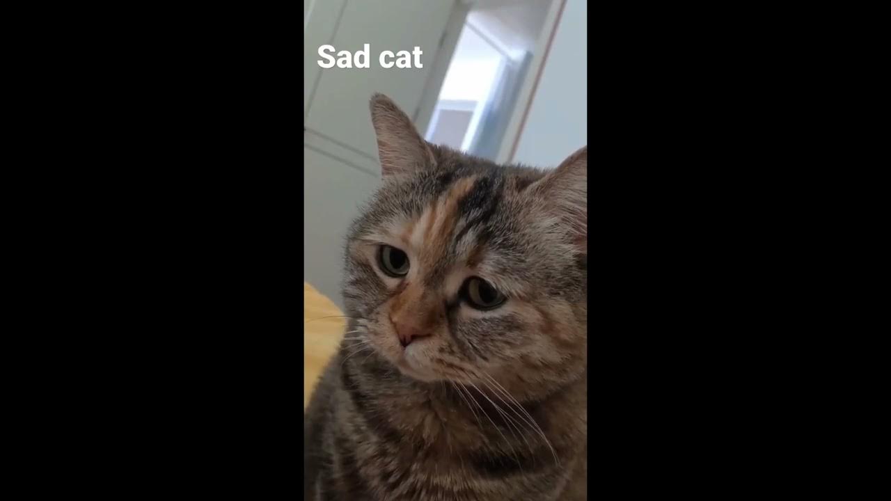 sad cat meme in german Diagram