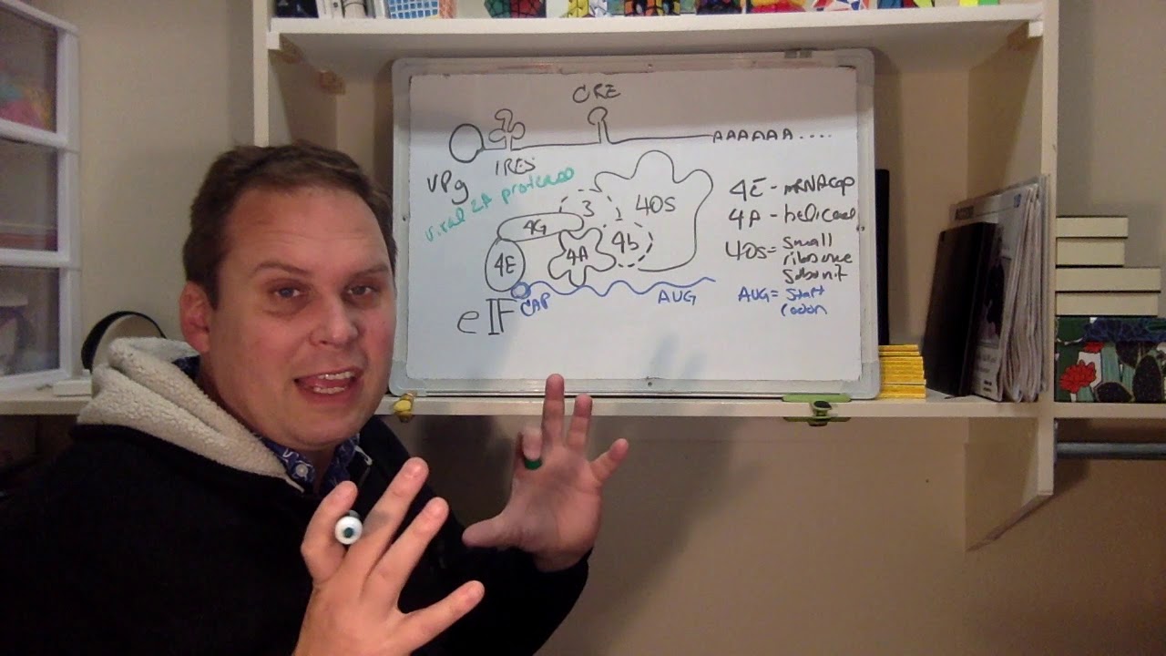 Picornavirus 3 with audio