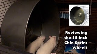 Reviewing the Chin Sprint as a Rat Wheel (15 inch wheel review)