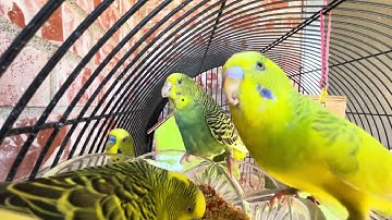 اجمل كائنات طيور الحب /  #فضل #سورة_الملك  في خانة الوصف ومربع التعليقات 