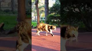 Cat Gym Drama Curvy Booty Admiration