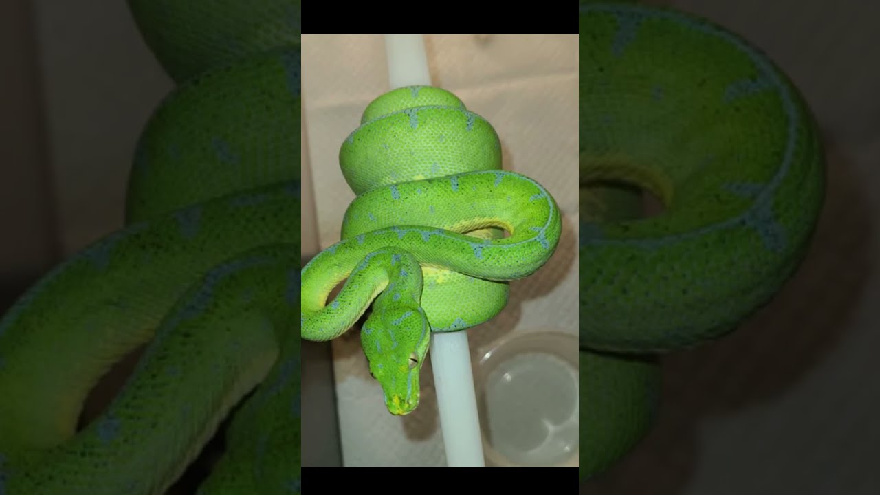 The 5 Non Venomous Snakes In World Shorts