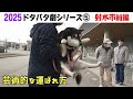 2025狂犬病予防注射会場のドタバタ劇⑤ 射水市前編
