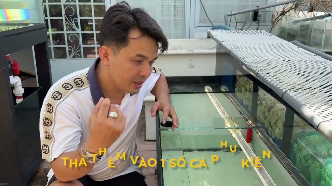 Tình trạng cá nhảy khi pom và cách lắp đèn cho hồ pom