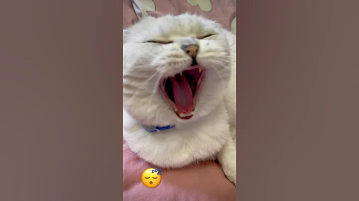 Watch the video about Good 😴 #beauty #sleep #sleeping #cat #catshorts #cutecat #cute #love #lovecat #family #kittens