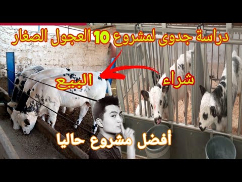 دراسة جدوى لمشروع تربية 10 عجول صغيرة من تمن شراء حتى البيع أفضل مشروع حاليا  دراسة جدوى لمشروع تربية 10 عجول صغيرة من تمن شراء حتى البيع أفضل مشروع حاليا