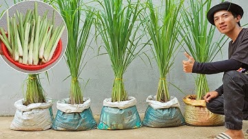 This is how I grow lemongrass for my family to eat all year round