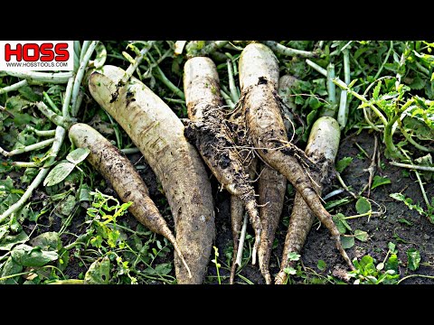 Video: Radish: varieties, description, characteristics, cultivation features, care