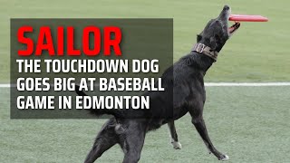 Sailor the Touchdown Dog's Jaw-Dropping 350-Foot Catch