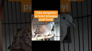 pancingan kutut lokal agar bunyi #perkutut #mitosperkutut #perkututperkutut #burung