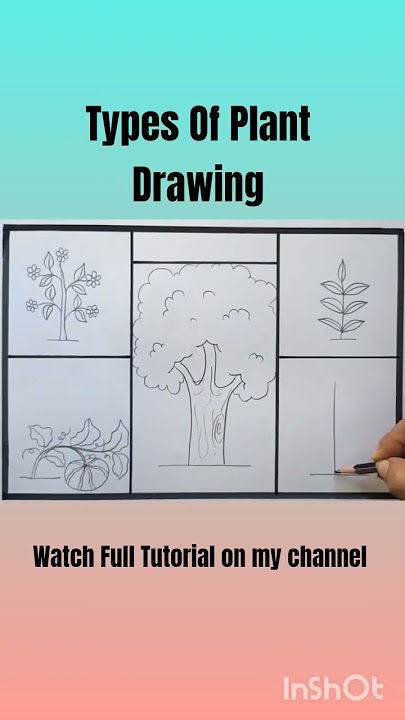 Plants Drawing | Type of Plants drawing | Easy Tree, Shrub, Creeper, Climber Drawing | Easy Drawing