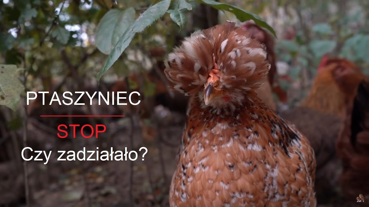 Ptaszyniec efekty jesiennego zwalczania | trociny dla drobiu | odrobaczanie