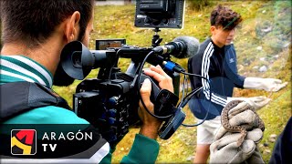 Vino la TV y les enseñé La #serpiente más #Venenosa de España📺