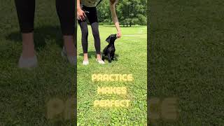 10 Week Old Puppy Training: Luring & Shaping [Service Dog in Training]