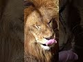 眠たい「モルト」