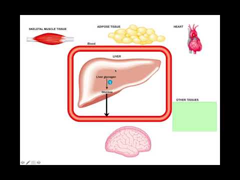 Videó: Difference Between Absorptive And Postabsorptive State