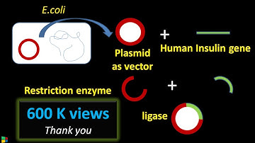 Steps in Recombinant DNA Technology or rDNA technology | Biotechnology