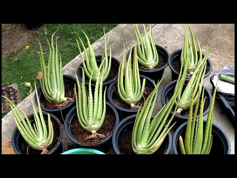 วีดีโอ: Aloe Plant Division - วิธีแยกพืชว่านหางจระเข้