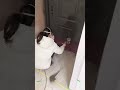 Spray painting and color change for entry door