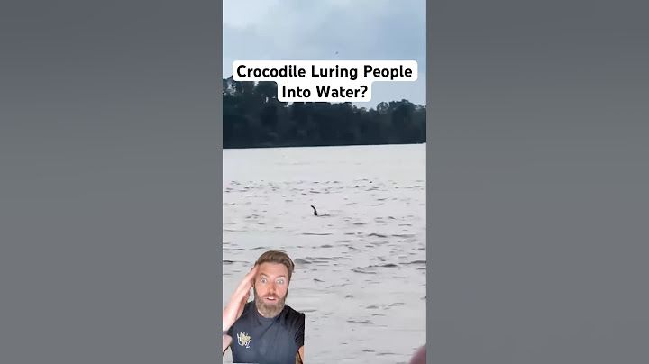 Wildlife Expert Breaks Down Crocodile Luring People Into Water