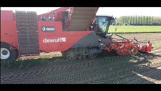 Arrachage Carottes Avec Dewulf 4 Rangs