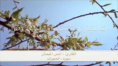 تلاوة جميلة ﴿يا أيها الذين آمنوا لا يسخر قوم من قوم ﴾ ما خاب من كان القرآن حياً في قلبه