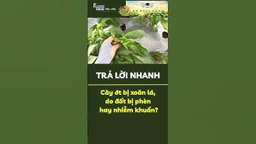 Cây ớt bị xoăn lá do đất bị phèn hay nhiễm vi khuẩn? #shorts #apnhoamau