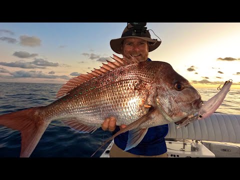 amazon aquarium fish net Co-Op so it will never Hawg Seekers Musky Lure Psipro 1/5HP Quiet Airbrush CRB Wave Frog Color:Duckling
