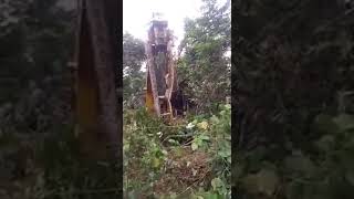 Un python géant : Python de Seba est le serpent le plus grand au Monde....