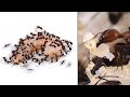 Ants Eating Shrimp Macro Video Timelapse